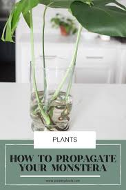 After the bloom there is a bulb left and inside the bulb are little things that i think are seeds that look like small chips of wood. How To Propagate A Monstera Plant With Success Paisley Plants