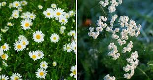 Maybe you would like to learn more about one of these? 28 Weeds That Are Actually Herbs Gardening Channel