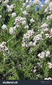 Image result for Eriocephalus