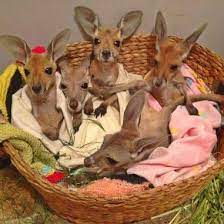Search Google Cute Animals Cute Baby Animals Cute Animal Pictures