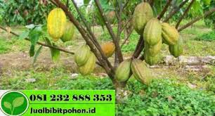 Pohon, pohon, pohon berdaun hijau, fotografi, cabang pohon, cabang png. Bibit Kakao Sambung Pucuk Jual Bibit Pohon Dan Tanaman