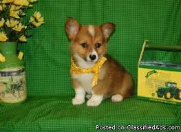 She is a darker colored sable than her brother clint. Pembroke Welsh Corgi Puppies Price 750 For Sale In Fort Lauderdale Florida Your City Ads