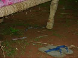 Be sure to warm only one side of the tank to give your snake a choice of microclimates, and keep a thermometer on each side of the habitat to monitor the warm and cool temperature. Take Care From Snakes Picture Of Sudan Africa Tripadvisor