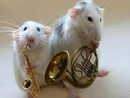 This Is So Cute But Funny Animals Doing Funny Things Funny Mouse Cute Rats