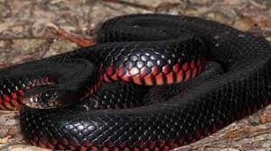 Banyak sekali arti dan makna mimpi tentang ular, misalnya ular besar, ular hitam, banyak ular. Arti Mimpi Bertemu Banyak Ular Akan Ada Pertanda Buruk Bagaimana Jika Bertemu Ular Putih Tribun Batam