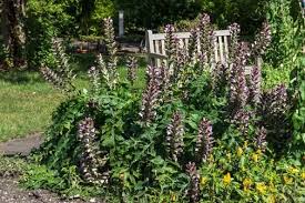 The Hungarian Acanthus Acanthus Hungaricus In 2020 Botanischer Garten Pflanzen Garten
