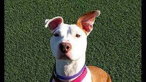 It's true, cleveland rocks and drury plaza is one of the reasons! Want To Adopt A Pet Here Are 7 Delightful Doggies To Adopt Now In Cleveland Wkyc Com