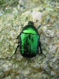 Shiny Green Beetle Green Beetle Beetle Insect Beautiful Bugs