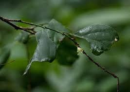 Image result for Tannodia swynnertonii