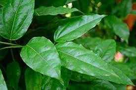 Image result for Tiliacora