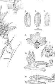 Image result for Diaphananthe subsimplex