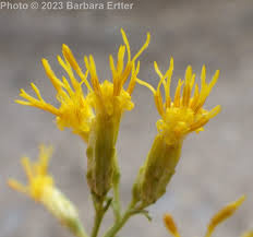 Image result for Xyris rubella