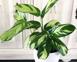 Thetreecenter.com has been visited by 10k+ users in the past month Variegated Never Never Plant Ctenanthe Lubbersiana Live House Plant 1 Gal Outdoor Gardening Home Living Translationhistory Nuigalway Ie