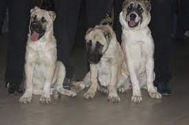 Armenian gampr dog's origin, price, personality, life span, health, grooming, shedding, hypoallergenic, weight, size & more armenian gampr dog information & dog breed facts. In Search Of The Gampr The Armenian Molosser Modern Molosser