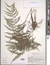 Image result for Asplenium rukararense