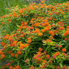 Milkweed Bushes Plants Garden Flowers The Home Depot
