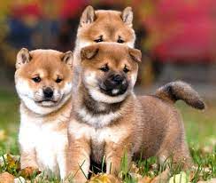 Bichon frise puppies for sale: 7 Fun Facts About The Striking Shiba Inu Furry Babies