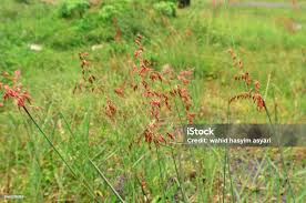 Image result for Melinis repens