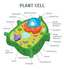 In plant cells,large central vacuoles are present but in animal cells vacuoles are very less in number and small in size. Diagram Parts Of A Cell Diagram Full Version Hd Quality Cell Diagram Outletdiagram Amfo It
