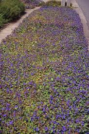 Image result for Duosperma crenatum