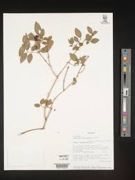 Image result for Jasminum streptopus