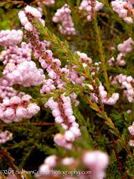 Image result for Calluna vulgaris