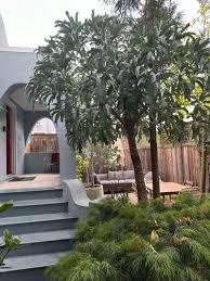 Image result for Cussonia corbisieri