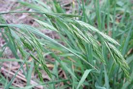 Image result for Bromus catharticus