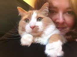 UPDATE**** He's home. Got him at 6.20am. Doorbell motion sensor went off,  saw a cat walking along the fence and yes, it was our Oscar. Gave my son a  bit of a