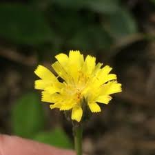 Image result for Sisyranthus imberbis