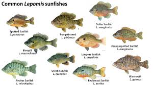 perch bream and sunfish whats the difference the