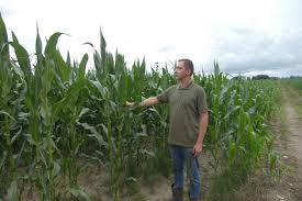 Uprawiają poletka ponad stu odmian kukurydzy. W sobotę zapraszają na  niecodzienną imprezę