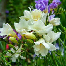 Image result for Freesia grandiflora