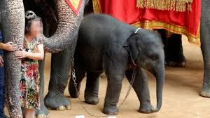 Elephant tourism is 'fuelling cruelty'