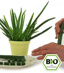 Versandkosten bei lieferung oder servicekosten bei click & collect artikelnummer 702.766.51 Bio Aloe Vera Zimmerpflanzen A Z Bei Baldur Garten