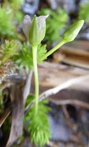 Image result for Mayacaceae