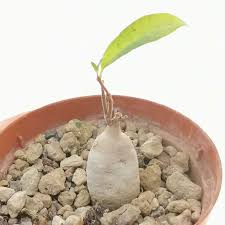 Image result for Raphionacme linearis