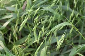 Image result for Bromus