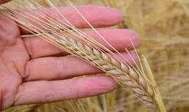 Image result for paja
