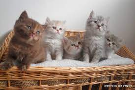 Check spelling or type a new query. Chatterie Du Bois D Argent British Shorthair Polytrans