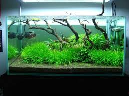 Image result for Blyxa hexandra