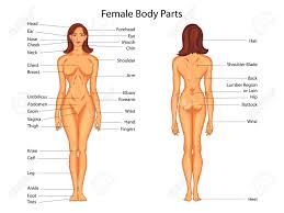 medical education chart of biology for female body parts diagram