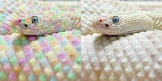 Rainbow Snake Rainbow Snake Fake Animals Pinterest Photos