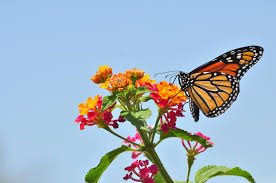 That's great news for sharing, or keeping yourself well supplied, but not great news if you have concerns about excess weeding or the plant's spread to other areas. How To Help Monarch Butterflies Without Poisoning Them Michigan Radio
