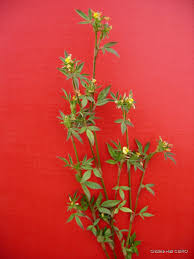 Image result for Stylosanthes