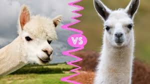 Image result for llama
