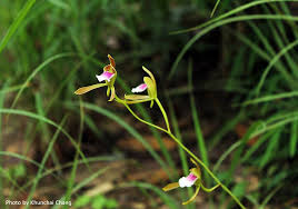 Image result for Eulophia dactylifera