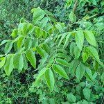 Image result for Clausena anisata