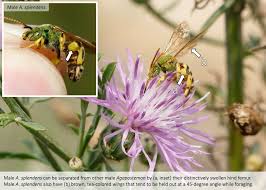 Image result for Heteromorpha sp. agg.
