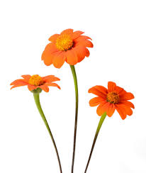 Image result for Tithonia rotundifolia